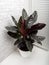 Calathea ornata sanderiana is a genus of flowering plant