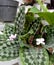 Calathea peacock& x27;s tail ornamental plant with high economic value