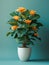 Calathea plant in pot. Studio photoshoot on isolated solid color background. Home flower plant profile photography. Ai generated