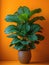 Calathea plant in pot. Studio photoshoot on isolated solid color background. Home flower plant profile photography. Ai generated