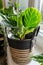 Calathea in a pot on the shelf. Green houseplants. Modern room decor, interior. Close up