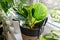 Calathea in a pot on the shelf. Green houseplants. Modern room decor, interior. Lifestyle,