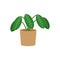 Calathea potted flat icon, indoor plant