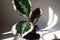 Calathea roseopicta medallion and Marion variety - close-up leaf on the windowsill in bright sunlight with shadows. Potted house