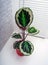 Calathea roseopicta, the rose-painted calathea, is a species of plant in the family Marantaceae