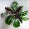 Calathea roseopicta, the rose-painted calathea, is a species of plant in the family Marantaceae