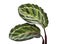 Calathea roseopicta â€˜Illustrisâ€™ foliage, Rose-painted calathea plant, Exotic tropical shrubs, isolated on white background