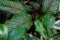 Calathea Sanderiana or Pinstripe Calathea, Dark Green with White and Pink Striped Leaves, natural background