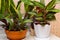 Calathea, Stromanthe, Setcreasea purpurea, Sansevieria green houseplants
