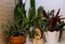 Calathea, Stromanthe, Setcreasea purpurea and Sansevieria. houseplants in plastic pots. hedgehog figurine