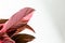 Calathea Stromanthe Triostar plant on white