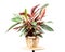 Calathea Stromanthe Triostar plant on white
