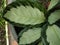Calathea type ornamental plants have beautiful leaf textures