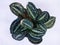 Calathea Veitchiana flowers are strong and beautiful dark green