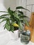 Calathea Vittata - a houseplant that soothes our mood