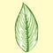 calathea vittata marantaceae species plant eps file vector illustration by berlansdwg
