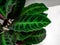 Calathea warscewiczii is a species of evergreen, perennial, herbaceous plant