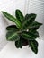 Calathea warscewiczii is a species of evergreen, perennial, herbaceous plant