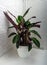 Calathea warscewiczii is a species of evergreen, perennial, herbaceous plant