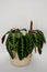 Calathea warscewiczii tropical houseplant