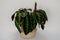 Calathea warscewiczii tropical houseplant