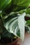 Calathea `White Fusion`