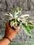 Calathea White Fussion