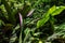 Calathea zebrina green leaf plant