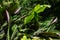 Calathea zebrina green leaf plant