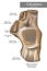 Calcaneus Anatomy. Superior view.