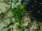 Calcareous green algae (Halimeda tuna) close-up undersea, Aegean Sea, Greece, Halkidiki