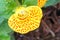 Calceolaria flower