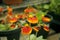 Calceolaria Flowers