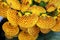 Calceolaria - group of Yellow spotted flowers