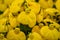 Calceolaria, lady`s purse, slipper flower, pocketbook flower, slipperwort. Ornamental yellow hybrid for gardens, parks