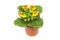 Calceolaria plant in a pot