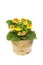 Calceolaria in a pot