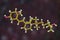 Calcitriol molecule, active form of vitamin D3