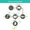 Calcium Homeostasis. Diagram for learning calcium levels in blood human.