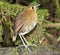 Caldasmierpitta, Brown-banded Antpitta, Grallaria milleri