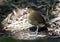 Caldasmierpitta, Brown-banded Antpitta, Grallaria milleri