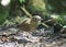 Caldasmierpitta, Brown-banded Antpitta, Grallaria milleri