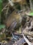 Caldasmierpitta, Brown-banded Antpitta, Grallaria milleri