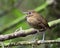 Caldasmierpitta, Brown-banded Antpitta, Grallaria milleri