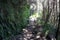 Caldeirao Verde levadas hiking walkway in Madeira mountain