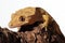 Caledonian crested gecko on a branch