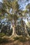 Caledonian Scots Pine at Abernethy in the Highlands of Scotland.