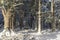 Caledonian Scots Pine in snow at Abernethy in the Cairngorms National Park of Scotland.