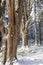 Caledonian Scots Pine in snow at Abernethy in the Cairngorms National Park of Scotland.