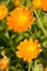 Calendula